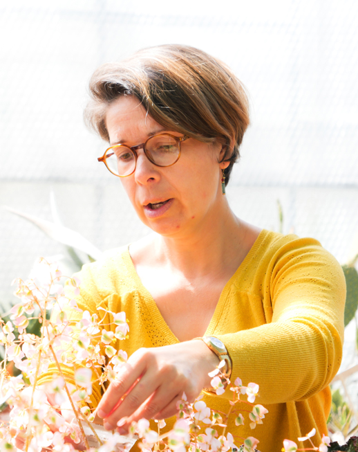 maladies-plantes-pepinieres maladies plantes pépinières